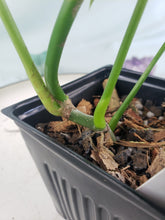 Load image into Gallery viewer, Philodendron Splendid, Exact Plant