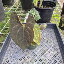 Load image into Gallery viewer, Anthurium Ace Of Spades X Papillilaminum, Exact Plant