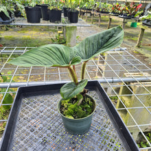 Load image into Gallery viewer, Philodendron Serpens, Exact Plant