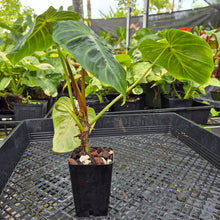 Load image into Gallery viewer, Philodendron Verrucosum Melon, Exact Plant Ships Nationwide