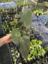 Load image into Gallery viewer, Anthurium Papillilaminum Fort Sherman 4" pot, Fedex 2day*