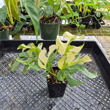 Load image into Gallery viewer, Rhaphidophora Tetrasperma Albo, Exact Plant Variegated Ships Nationwide