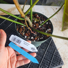 Load image into Gallery viewer, Philodendron Maximum , Exact Plant Ships Nationwide
