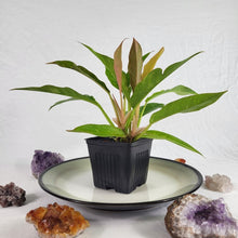 Load image into Gallery viewer, Philodendron Ring Of Fire, Exact Plant Variegated Ships Nationwide