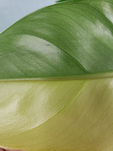 Load image into Gallery viewer, Domesticum, Exact Plant, variegated Philodendron