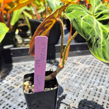 Load image into Gallery viewer, Philodendron Verrucosum Amazon Sunset, Exact Plant Ships Nationwide