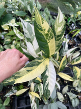 Load image into Gallery viewer, Rhaphidophora Lobbii Variegated 2.5" pot, Fedex 2day*