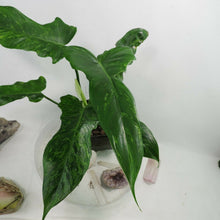 Load image into Gallery viewer, Philodendron Minarum Lime Fiddle, Mottled Dragon variegated 4” pot, Fedex 2 day*