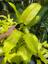 Load image into Gallery viewer, Philodendron Thai Sunrise Variegated 6" pot, Fedex 2day