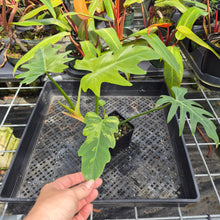Load image into Gallery viewer, Philodendron Radiatum, Exact Plant Variegated Ships Nationwide
