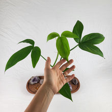 Load image into Gallery viewer, Philodendron Tripartitum 4" pot, Fedex 2day*