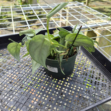 Load image into Gallery viewer, Scindapsus Silver Lady, Exact Plant
