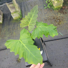 Load image into Gallery viewer, Philodendron Corsinianum, Exact Plant Ships Nationwide