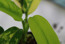 Load image into Gallery viewer, Variegated Philodendron Domesticum, exact plant, ships nationwide