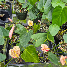Load image into Gallery viewer, Anthurium Shibori Variegated 4" pot, Fedex 2day*
