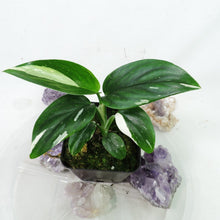 Load image into Gallery viewer, Monstera Standleyana Albo Variegated 2.5" Pot, Fedex 2 day*