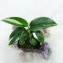Load image into Gallery viewer, Monstera Standleyana Albo Variegated 2.5" pot, Fedex 2day*
