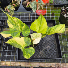 Load image into Gallery viewer, Anthurium Andraeanum White Heart, Exact Plant Variegated Ships Nationwide
