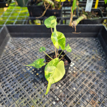 Load image into Gallery viewer, Alocasia Stingray, Exact Plant Ships Nationwide