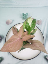 Load image into Gallery viewer, Red Spot Tricolor, Exact Plant, variegated Syngonium