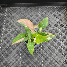 Load image into Gallery viewer, Syngonium Red Spot Tricolor, Exact Plant Variegated Ships Nationwide