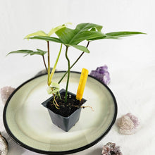 Load image into Gallery viewer, Philodendron Florida Ghost, Exact Plant Ships Nationwide