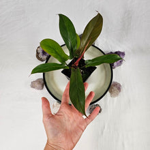 Load image into Gallery viewer, Philodendron Florida Bronze 4" pot, Fedex 2day*