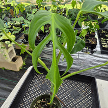 Load image into Gallery viewer, Monstera Burle Marx Flame exact plant, Fedex 2day