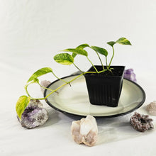 Load image into Gallery viewer, Epipremnum Pinnatum Sunburst, Exact Plant Variegated