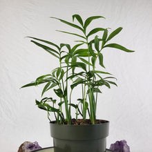 Load image into Gallery viewer, Monstera Subpinnata 6" pot, Fedex 2 day*