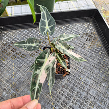 Load image into Gallery viewer, Alocasia 'Bambino Arrow' pink, Exact Plant Ships Nationwide