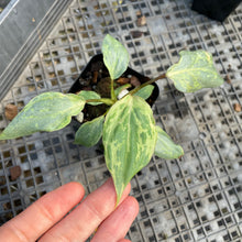 Load image into Gallery viewer, Philodendron Gloriosum Snow Leopard variegated 2.5" pot, Fedex 2day*