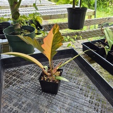 Load image into Gallery viewer, Philodendron Caramel Marble, Exact Plant Variegated Ships Nationwide