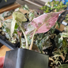 Load image into Gallery viewer, Alocasia Polly Pink variegated 2.5" pot, Fedex 2day*