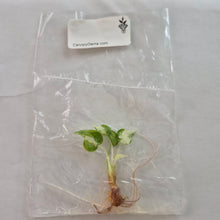 Load image into Gallery viewer, Alocasia Cucullata Albo variegated tissue culture 2DayAir