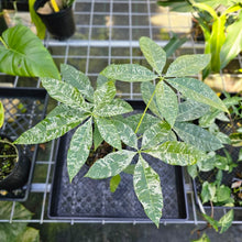 Load image into Gallery viewer, Pachira Aquatica Money Tree, Exact Plant Variegated 6'' pot