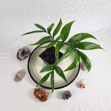 Load image into Gallery viewer, Monstera Subpinnata, Exact Plant