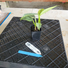 Load image into Gallery viewer, Philodendron Hastatum Silver Sword, Exact Plant Variegated Ships Nationwide