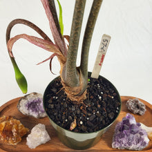 Load image into Gallery viewer, Alocasia Longiloba, Denudata, Exact Plant