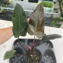 Load image into Gallery viewer, Philodendron Dark Lord exact plant, Fedex 2day*