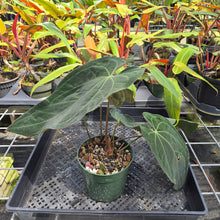 Load image into Gallery viewer, Anthurium Ace Of Spades X Papillilaminum, Exact Plant Ships Nationwide