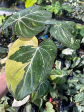 Load image into Gallery viewer, Philodendron Gloriosum variegated type 2, 4" pot, Fedex 2day*