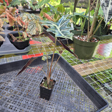Load image into Gallery viewer, Alocasia sanderiana 'Nobilis' Aurea, Exact Plant Ships Nationwide