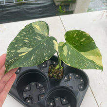 Load image into Gallery viewer, Monstera Deliciosa Creme Brulee variegated exact plant, Fedex 2day*