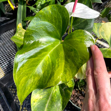 Load image into Gallery viewer, Anthurium Andraeanum White Heart, Exact Plant Variegated Ships Nationwide
