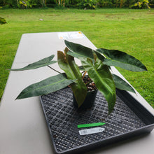 Load image into Gallery viewer, Philodendron Maximum , Exact Plant Ships Nationwide