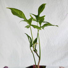 Load image into Gallery viewer, Philodendron Quercifolium x Pedatum 2.5" Pot, Fedex 2 day*