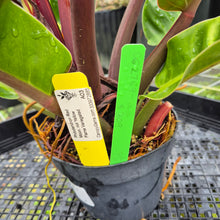 Load image into Gallery viewer, Philodendron Red Moon. not Yellow Flame, Exact Plant Variegated