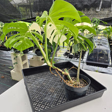 Load image into Gallery viewer, Monstera Borsigiana Albo Deliciosa, Exact Plant Variegated Ships Nationwide