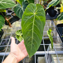 Load image into Gallery viewer, Anthurium Angamarcanum , Exact Plant